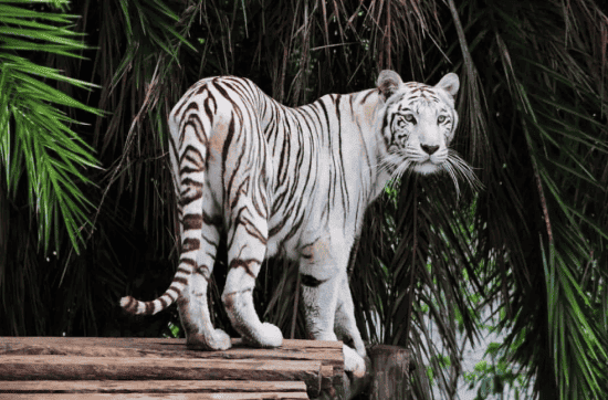 Zoológico de Brasília